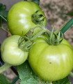 BIO Pomidor White Beauty - Solanum lycopersicum - bio nasiona pomidora - 20 szt.