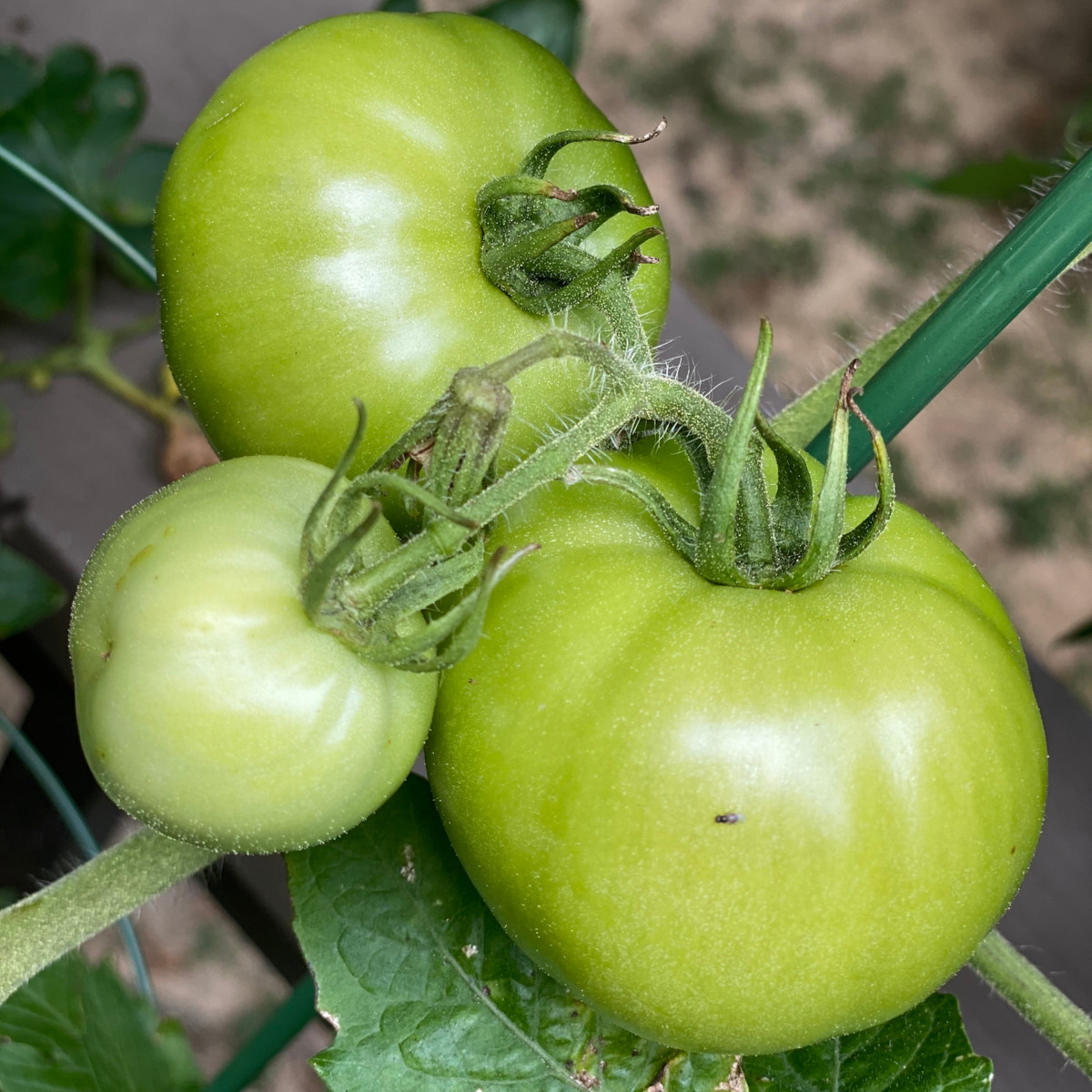 BIO Pomidor White Beauty - Solanum lycopersicum - bio nasiona pomidora - 20 szt.