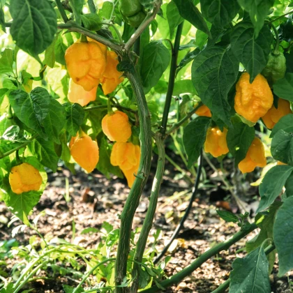 Chilli Carolina Reaper yellow - Capsicum chinense - semena chilli - 5 ks