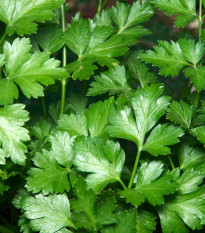 Pietruszka Gigante d' Italia - Petroselinum crispum - nasiona pietruszki - 300 szt.