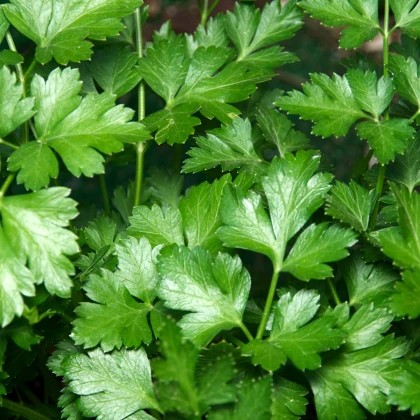 Pietruszka Gigante d' Italia - Petroselinum crispum - nasiona pietruszki - 300 szt.