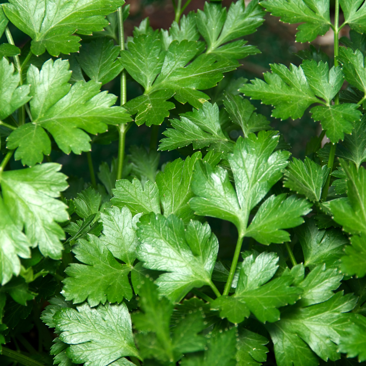 Pietruszka Gigante d' Italia - Petroselinum crispum - nasiona pietruszki - 300 szt.