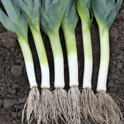 Pór pravý Starozagorski Kamuš - Allium porrum - semena póru - 200 ks