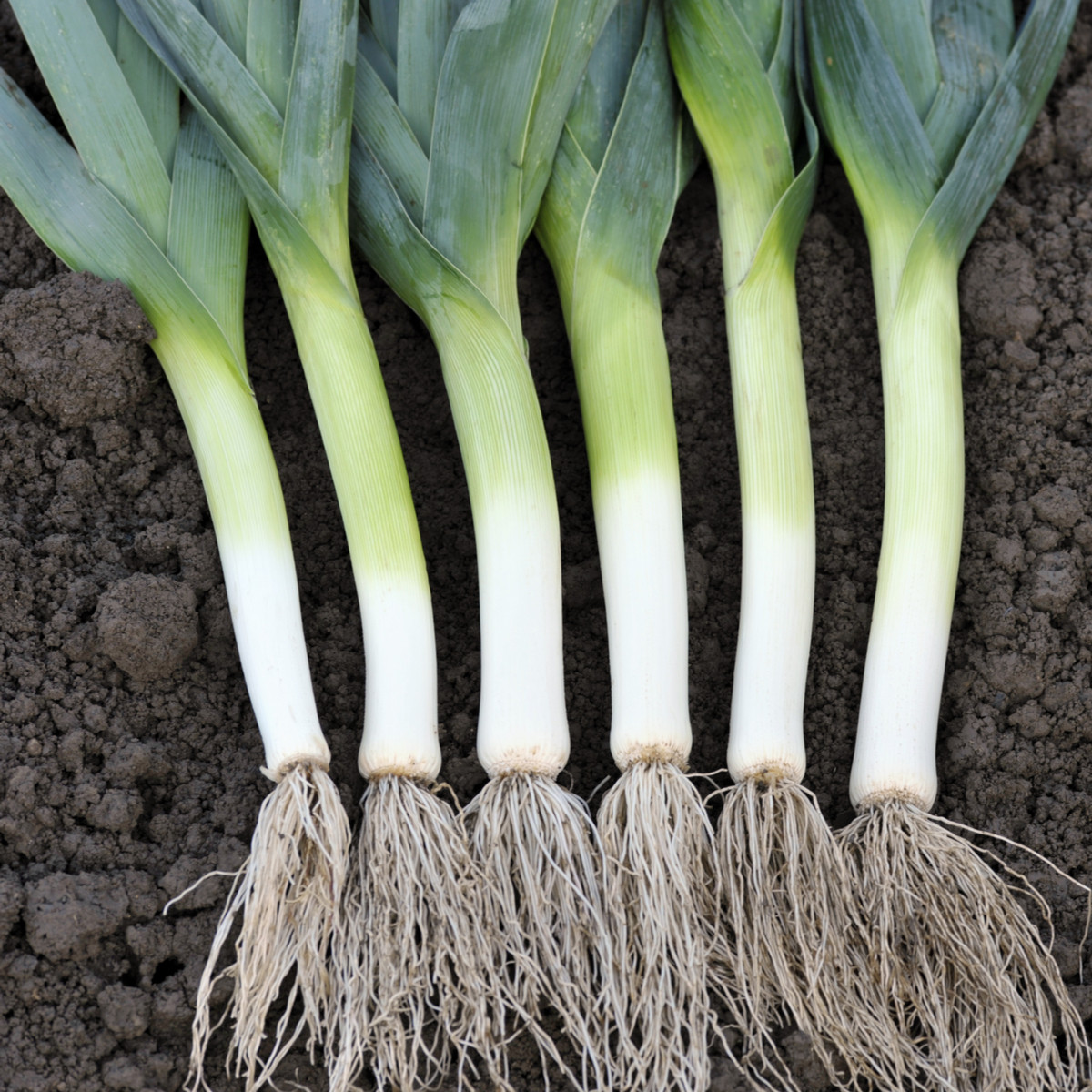 Pór pravý Starozagorski Kamuš - Allium porrum - semena póru - 200 ks