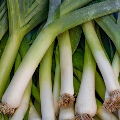 Pór letní Bystrín F1 - Allium porrum - semena póru - 70 ks