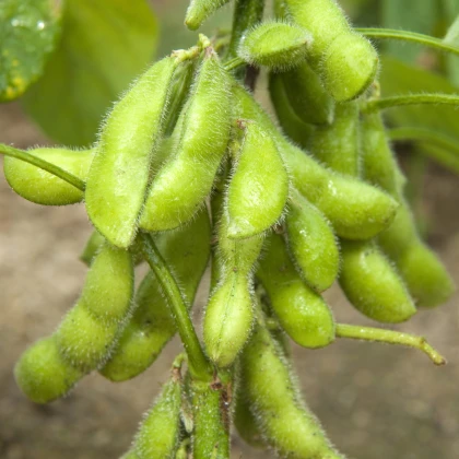 BIO Sója luštinatá Hokkai Green - Glycine max - bio semena sóji - 20 ks