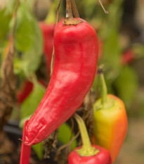 Chilli Maďarský vosk - Capsicum annuum - semena chilli - 6 ks