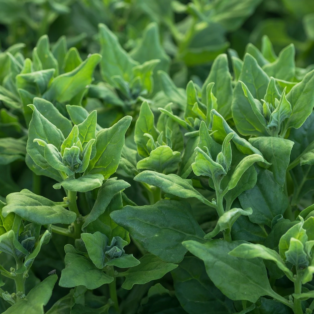 BIO Špenát novozélandský - Tetragonia tetragonoides - bio semena špenátu - 30 ks