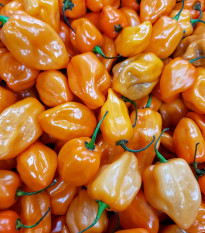 Chilli Bhut Jolokia pomarańczowe - Capsicum chinense - nasiona chilli - 15 szt.