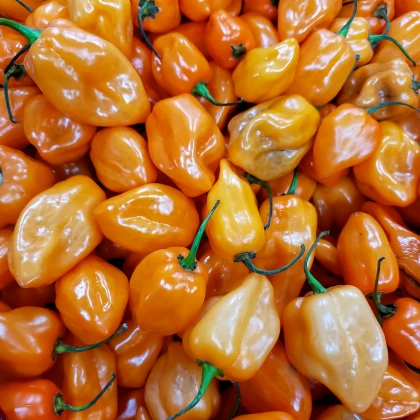 Chilli Bhut Jolokia pomarańczowe - Capsicum chinense - nasiona chilli - 15 szt.