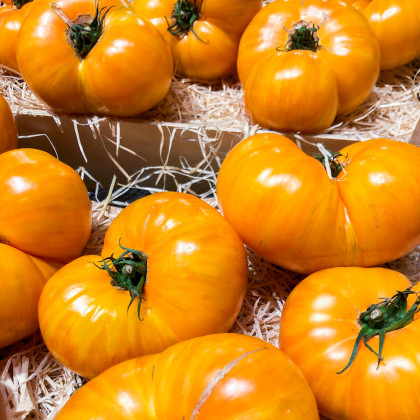 BIO Rajče Brandywine žluté - Solanum lycopersicum - bio semena rajčete - 7 ks