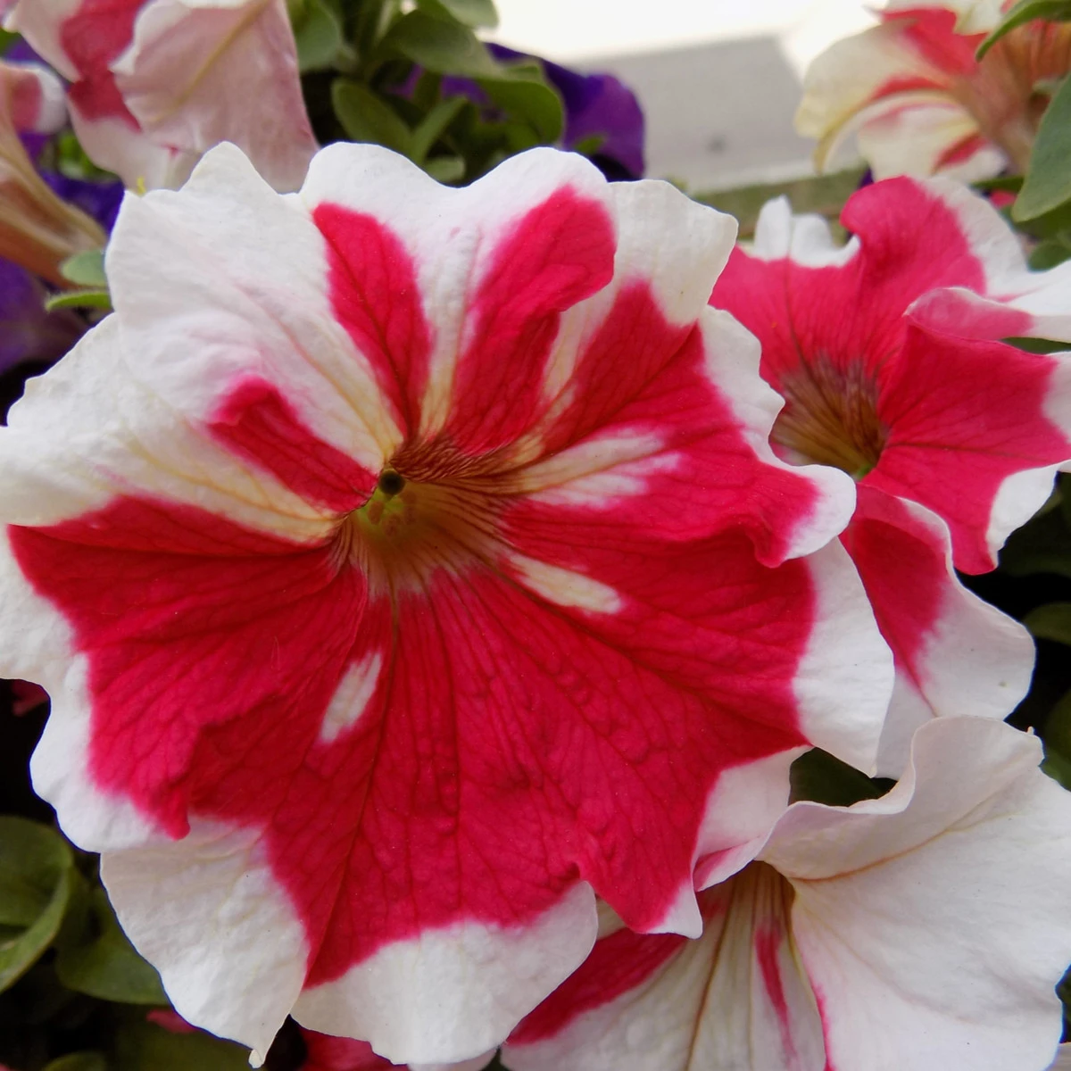 Petúnie Frost Fire - Petunia x grandiflora - semena petúnie - 30 ks