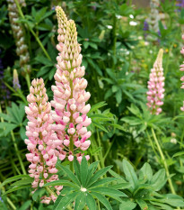 Lupina mnoholistá Russel Schlossfrau Rosa - Lupinus polyphyllus - semena lupiny - 30 ks