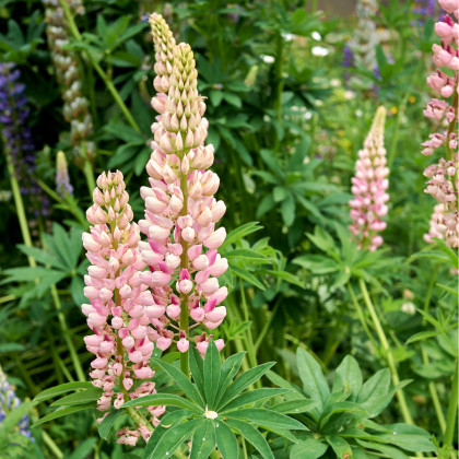 Lupina mnoholistá Russel Schlossfrau Rosa - Lupinus polyphyllus - semena lupiny - 30 ks