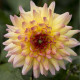 Jiřinka Monet - Dahlia - hlízy jiřinky - 1 ks