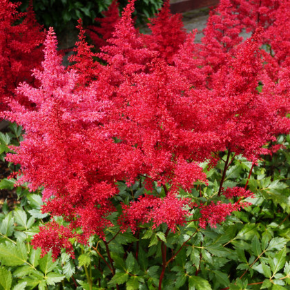 Čechrava Koblenz - Astilbe - hlízy čechravy - 1 ks