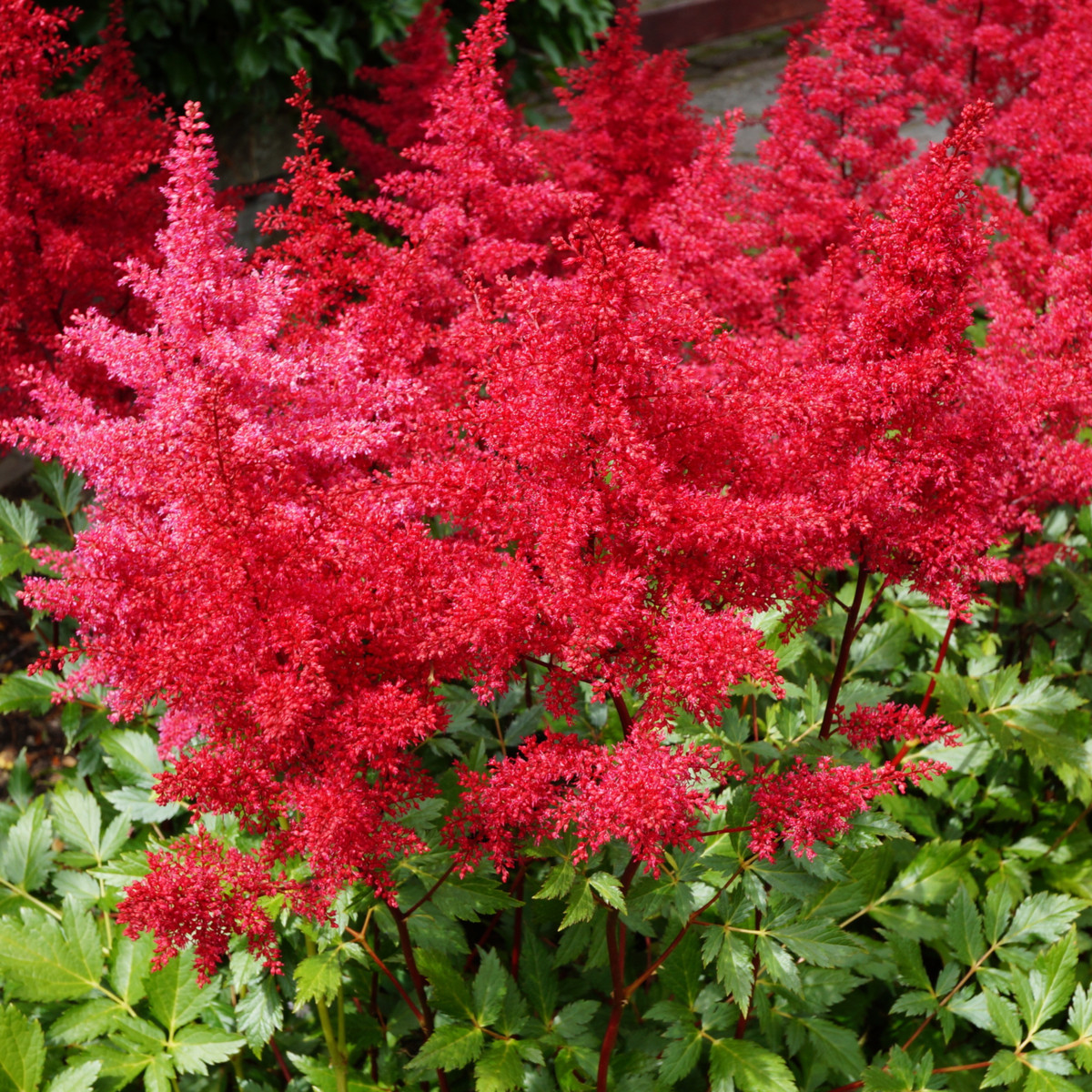 Čechrava Koblenz - Astilbe - hlízy čechravy - 1 ks