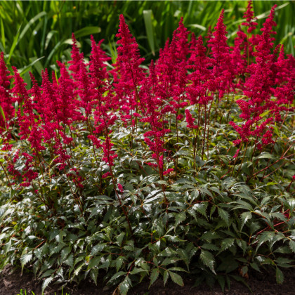 Čechrava Else Schluck - Astilbe - hlízy čechravy - 1 ks