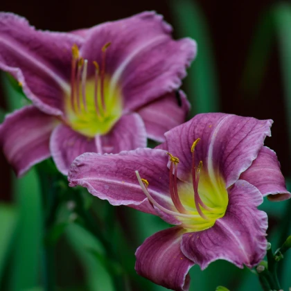 Denivka Blue Sea - Hemerocallis - hlízy denivky - 1 ks