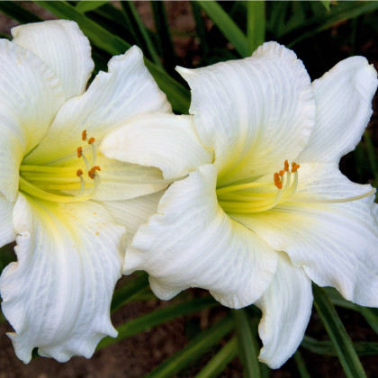 Denivka White Temptation - Hemerocallis - hlízy denivky - 1 ks