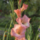 Gladiol Rose Supreme - Gladiolus - hlízy mečíku - 3 ks