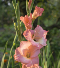 Gladiol Rose Supreme - Gladiolus - hlízy mečíku - 3 ks