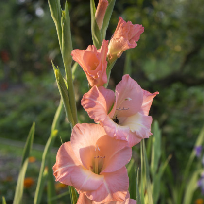 Gladiol Rose Supreme - Gladiolus - hlízy mečíku - 3 ks