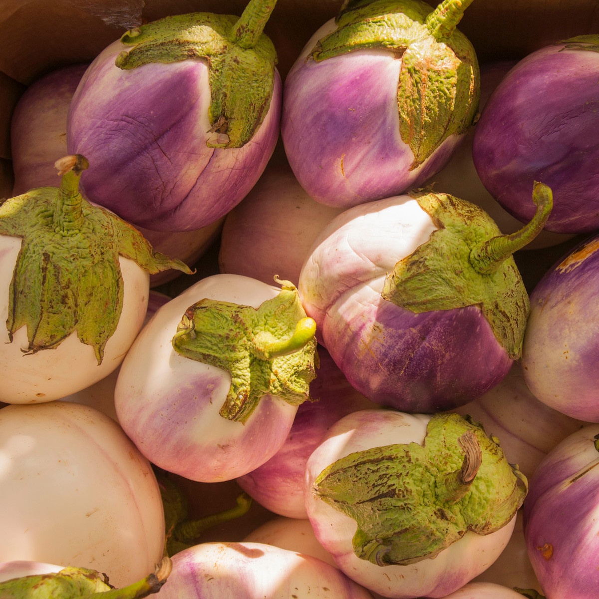 BIO Lilek Rosa Bianca - Solanum melongena - bio semena lilku - 8 ks