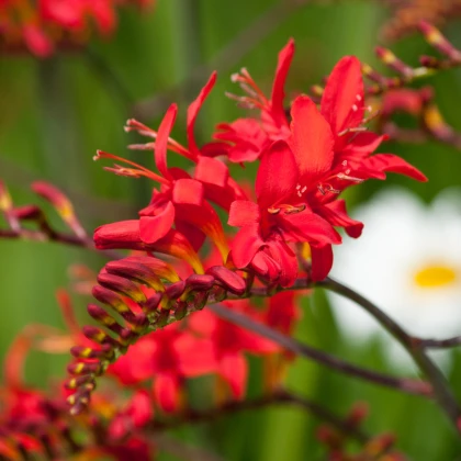 Montbrécie Lucifer - Crocosmia - hlízy montbrécie - 4 ks