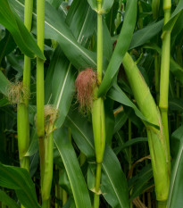 BIO Kukuřice pukancová Cinema - Zea mays - bio semena kukuřice - 15 ks