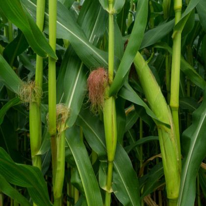 BIO Kukuřice pukancová Cinema - Zea mays - bio semena kukuřice - 15 ks