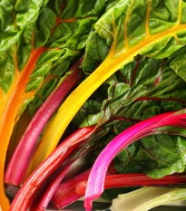 BIO Mangold duhový - Beta vulgaris - bio semena mangoldu - 45 ks