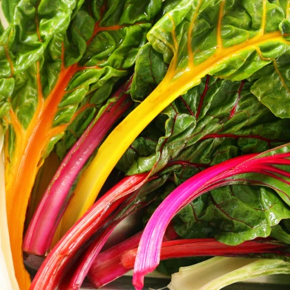 BIO Mangold duhový - Beta vulgaris - bio semena mangoldu - 45 ks