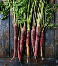 BIO Mrkev fialová Lila Lu SG - Daucus carota - bio semena mrkve - 200 ks