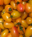 Rajče Artisan Blush Tiger - Solanum lycopersicum - semena rajčete - 6 ks