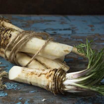 Selský křen - Armoracia rusticana - kořenové řízky křenu k sázení - 1 ks