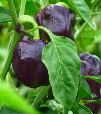 BIO Paprika Babybell chocolate - Capsicum annuum - bio semena papriky - 10 ks