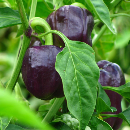 BIO Paprika Babybell chocolate - Capsicum annuum - bio semena papriky - 10 ks