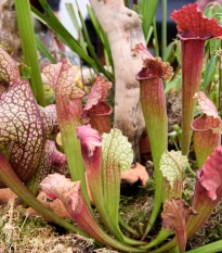Špirlice mix - Sarracenia - semena špirlice - 10 ks