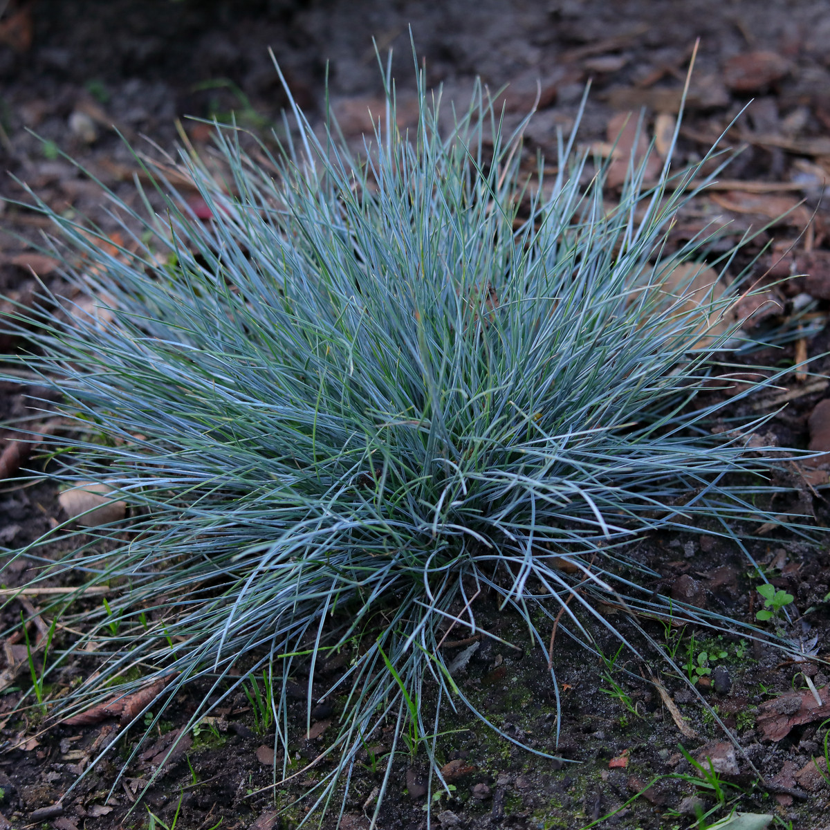Kostřava walliská Buddy Blue - Festuca valesiaca - semena kostřavy - 20 ks