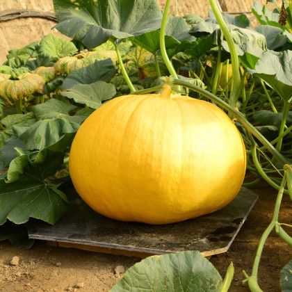 Tykev Gele Reuzen - Cucurbita maxima - semena tykve - 5 ks