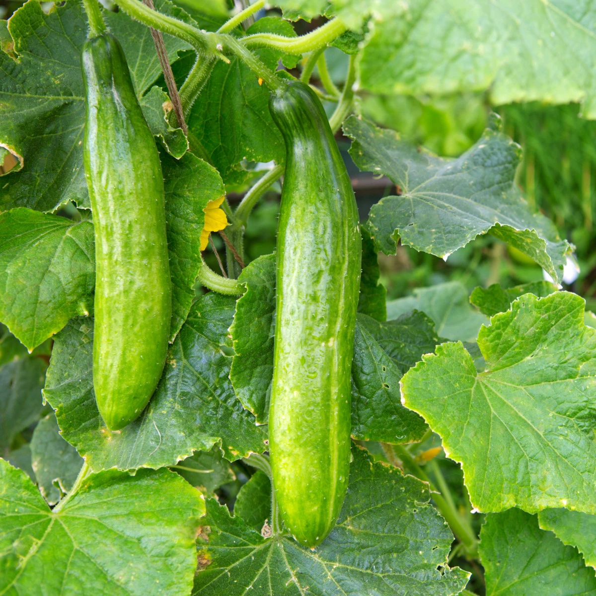 BIO Okurka salátová Picolino F1 - Cucumis sativus - bio semena okurky - 4 ks
