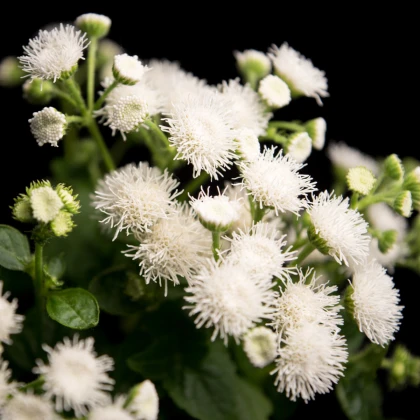 Nestařec bílý Aloha - Ageratum - semena nestařce - 20 ks