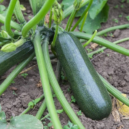 BIO Cuketa Ola Escaladora - Cucurbita pepo - bio semena cukety - 5 ks