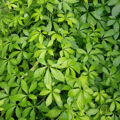 Ženšen pětilistý - Gynostemma pentaphyllum - semena ženšenu - 7 ks