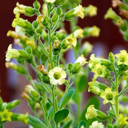 Tabák selský - Nicotiana rustica - semena tabáku - 200 ks