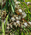 Eukalyptus citrónový - Blahovičník - Corymbia citriodora - semena eukalyptu - 5 ks