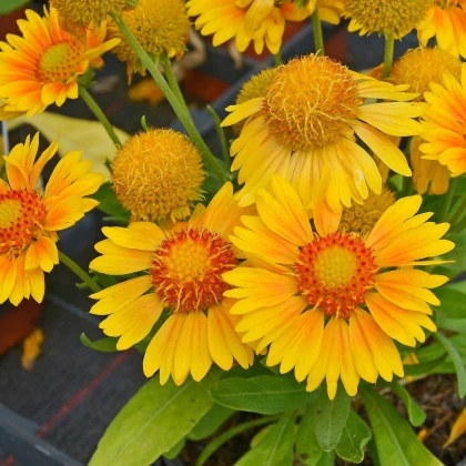 Kokarda Arizona Apricot - Gaillardia aristata - semena kokardy - 10 ks