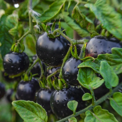 BIO Rajče Indigo Rose - Solanum lycopersicum - bio semena rajčete - 7 ks