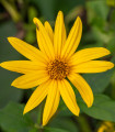 Topinambur červený Violet de Rennes - Helianthus tuberosus - prostokořenné sazenice topinamburu - 1 ks